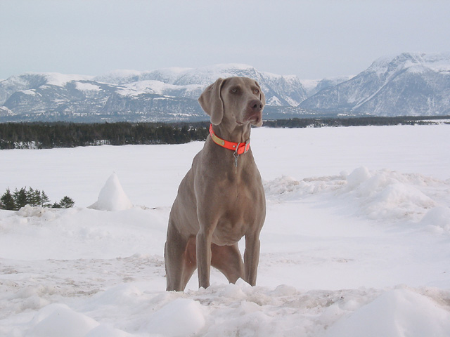 Weimaraner Gros Morne National Park